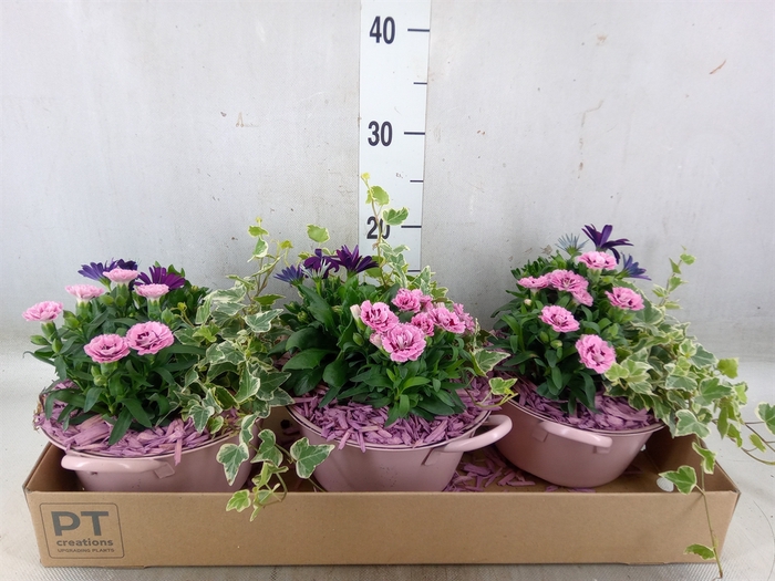 <h4>Arr.   Perkplanten L%</h4>