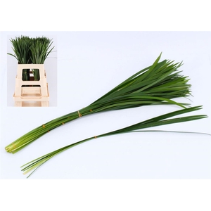 Liriope Muscari Green