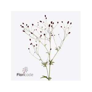 Sanguisorba arnhem