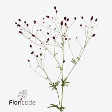 <h4>Sanguisorba arnhem</h4>