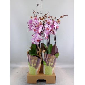 Phalaenopsis  'FC Magic Art'