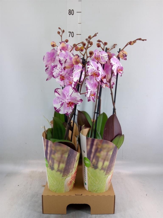 <h4>Phalaenopsis 'FC Magic Art'</h4>