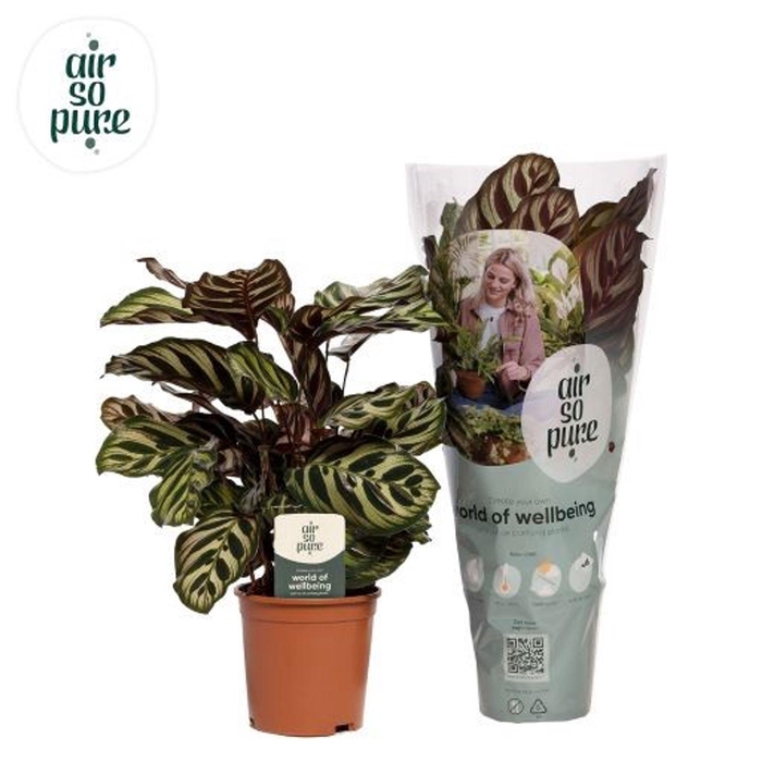 <h4>Calathea makoyana</h4>