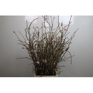 Magnolia Grandiflora