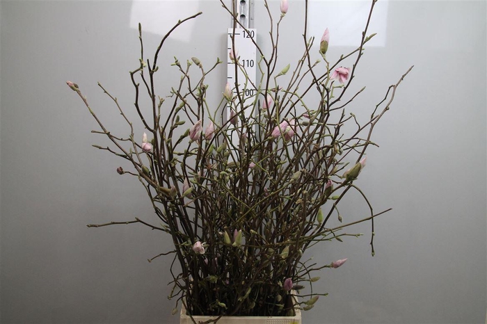 <h4>Magnolia Grandiflora</h4>