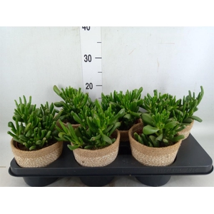 Crassula ovata 'Hobbit'