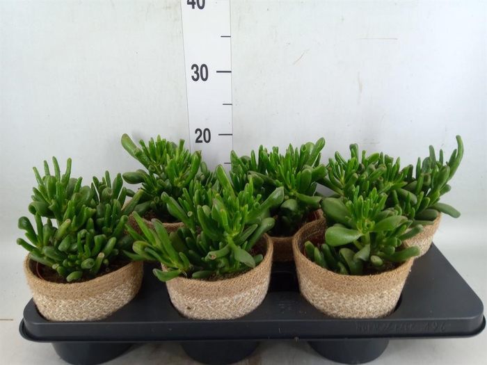 <h4>Crassula ovata 'Hobbit'</h4>