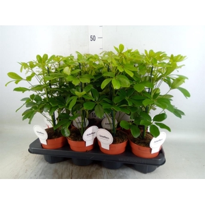 Schefflera arbor. 'Nora'