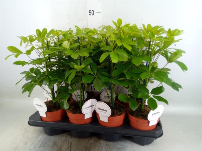 <h4>Schefflera arbor. 'Nora'</h4>