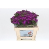 Dianthus Br Amazon Neon Purple