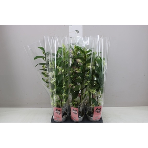 Dendrobium Nobilee Mix 2 Tak