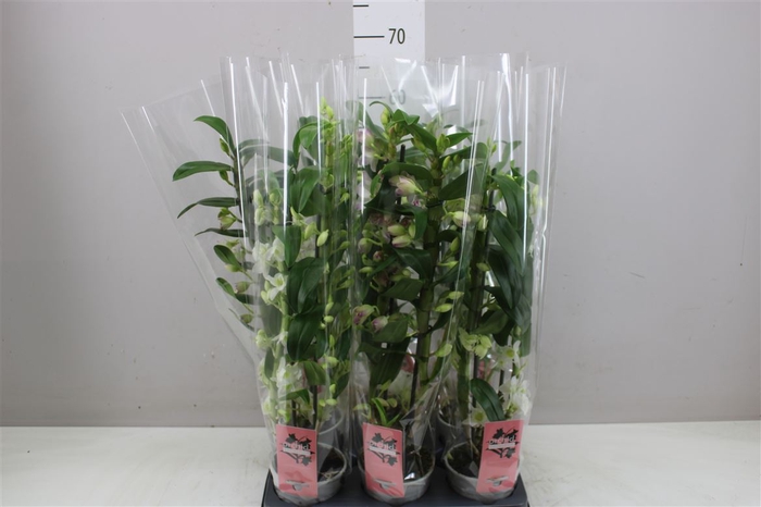 <h4>Dendrobium Nobilee Mix 2 Tak</h4>