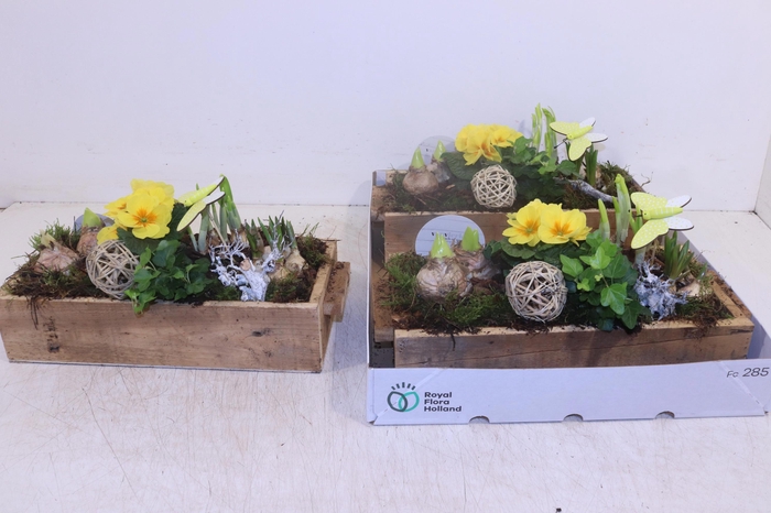 <h4>ARR TUINPLANTEN</h4>