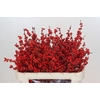 Ilex Rood