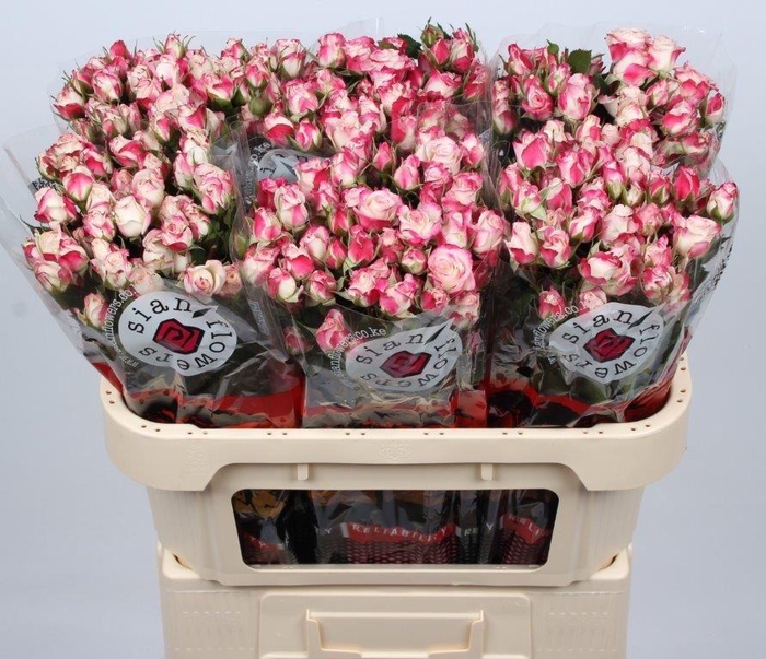 <h4>R TR REFLEX</h4>