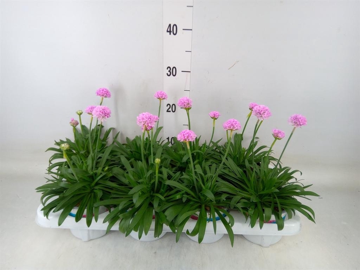 <h4>Armeria pseud. 'Dreameria Daydream'</h4>