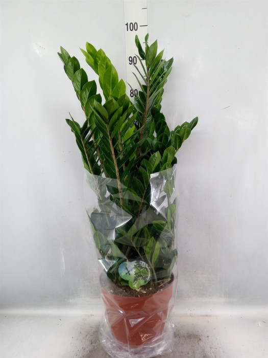 <h4>Zamioculcas zamiifolia</h4>