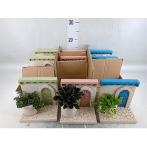 Arr.   Kamerplant Groen L%