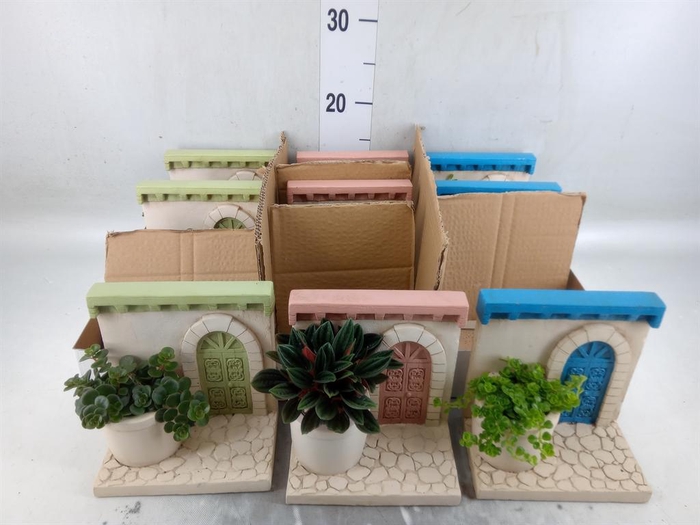 Arr.   Kamerplant Groen L%