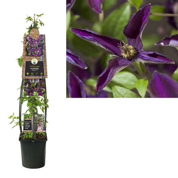 <h4>Clematis Noora PBR +3.0 label</h4>