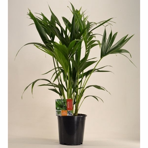 KENTIA - P21 H90 - 6PP (Howea forsteriana)