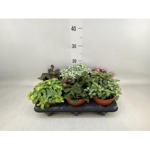 Fittonia   ...mix