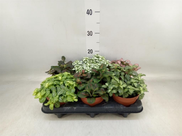 <h4>Fittonia   ...mix</h4>