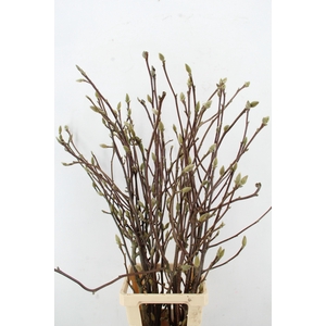 MAGNOLIA LENNEI ALBA PER STEM 100CM