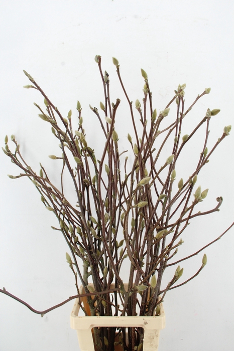 <h4>MAGNOLIA LENNEI ALBA PER STEM 100CM</h4>