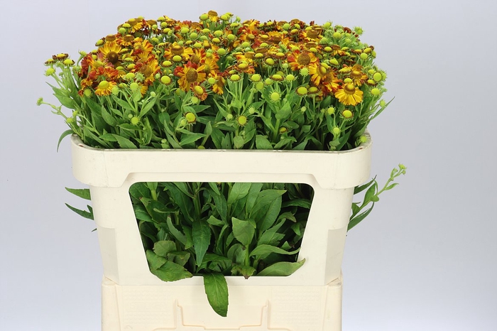<h4>Helenium Orange Beauty</h4>