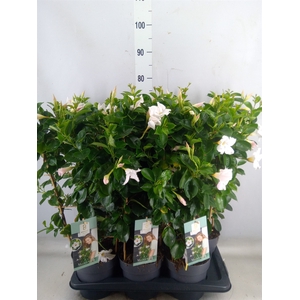 Mandevilla  'Diamantina Jade White'