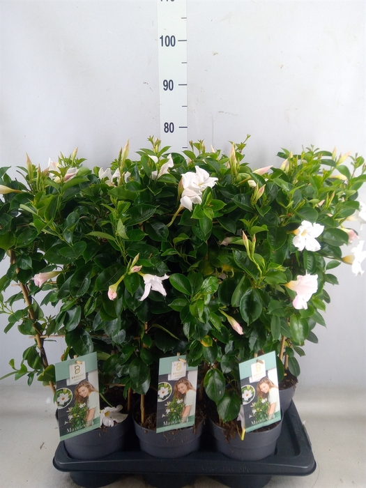 <h4>Mandevilla  'Diamantina Jade White'</h4>