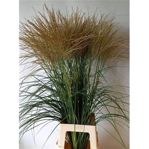 Siergras Misc Sin Rood/wit