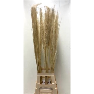 CORTADERIA EVITA BLEEK 120 CM =3=