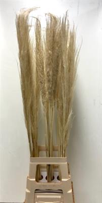 <h4>CORTADERIA EVITA BLEEK 120 CM =3=</h4>