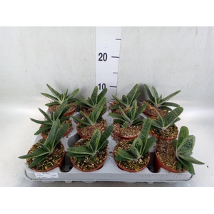 Gasteria  'Little Warty'