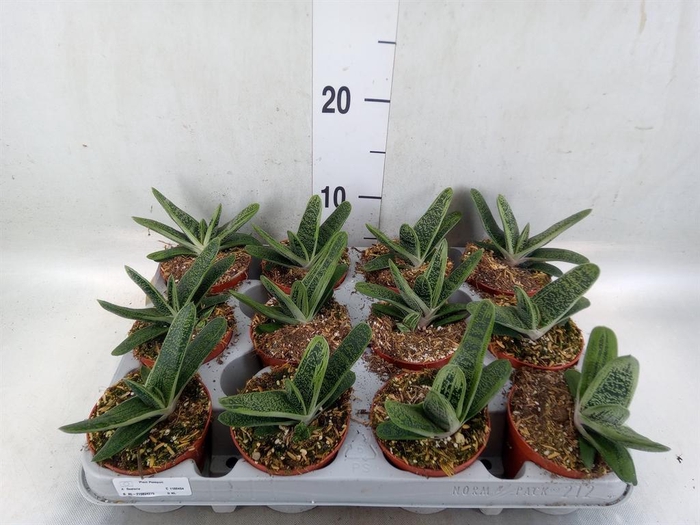 <h4>Gasteria  'Little Warty'</h4>