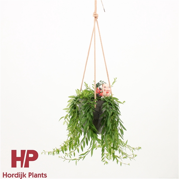 <h4>Aeschynanthus Japhrolepis incl. sierpot met touw</h4>