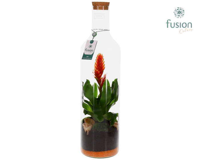 <h4>Green Bottle fles Jumbo met bromelia</h4>