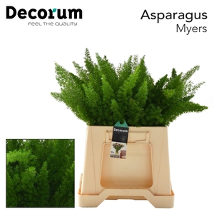 Asp myers