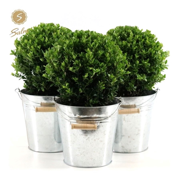 <h4>Ilex crenata 'Jenny'® Ball Ø20cm P17 in Zinc Old-Look</h4>