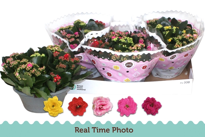 <h4>KAL GE GEM I POT</h4>