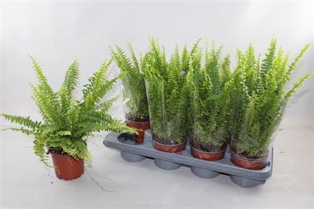 <h4>Nephr Ex Green Lady</h4>