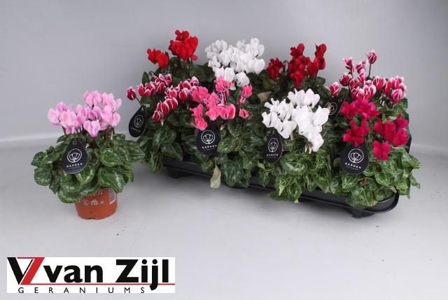 <h4>CYCL KL GARDEN</h4>