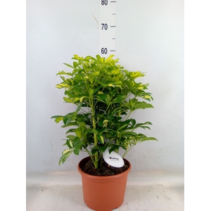 Schefflera arbor. 'Gerda'