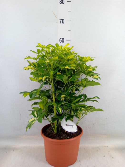 <h4>Schefflera arbor. 'Gerda'</h4>