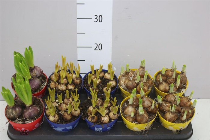 <h4>Bolbloemen Gemengd Colourpot</h4>