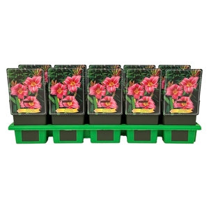 Hemerocallis Summer Wine
