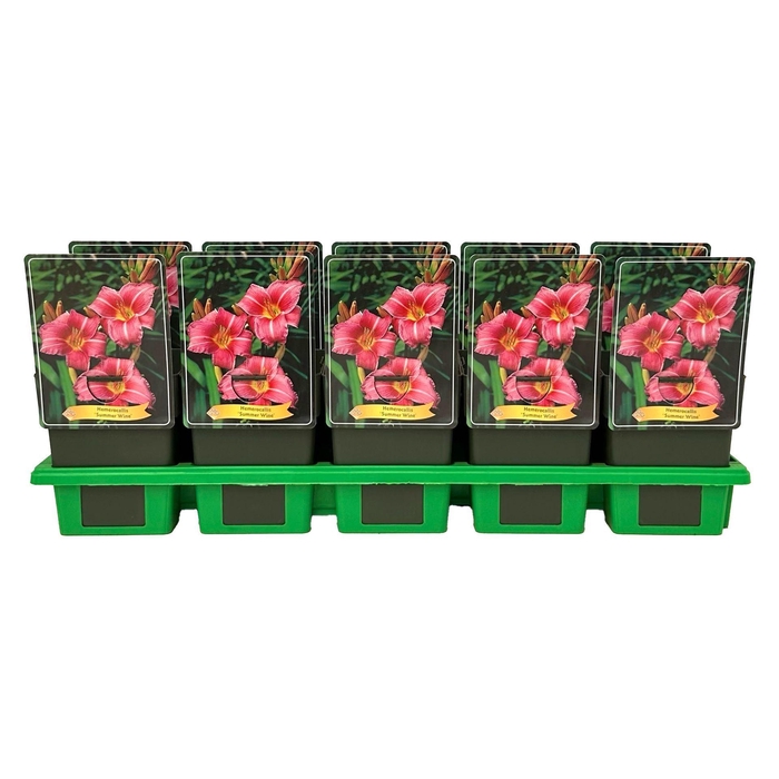 <h4>Hemerocallis Summer Wine</h4>