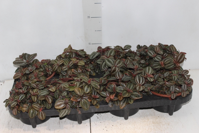 <h4>PILEA SPRUCEANA C13</h4>